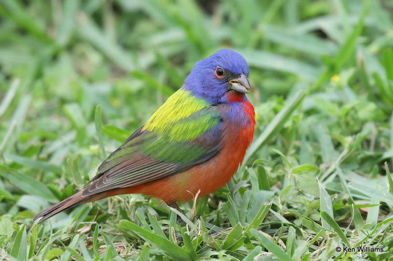 Painted Bunting male, South Padre Island, TX, 4-18-21_09715a.jpg