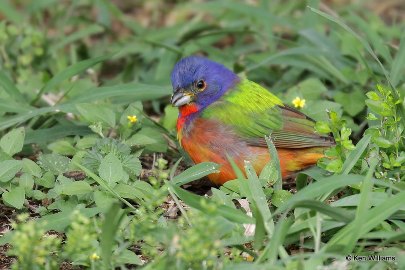 Painted Bunting male, South Padre Island, TX, 4-18-21_11165a.jpg