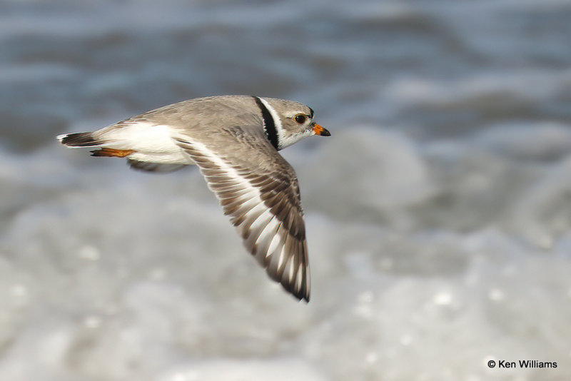 Piping Plover, South Padre Island, TX, 4-20-21_14025a.jpg