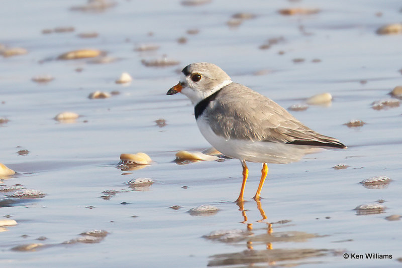 Piping Plover, South Padre Island, TX, 4-20-21_14142a.jpg
