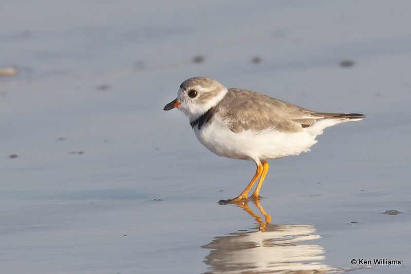 Piping Plover, South Padre Island, TX, 4-20-21_14175a.jpg