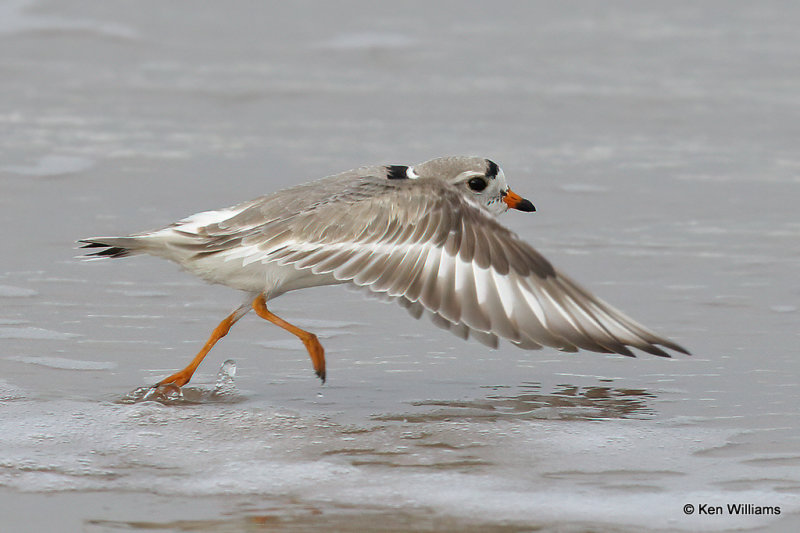 Piping Plover, South Padre Island, TX, 4-22-21_16602a.jpg