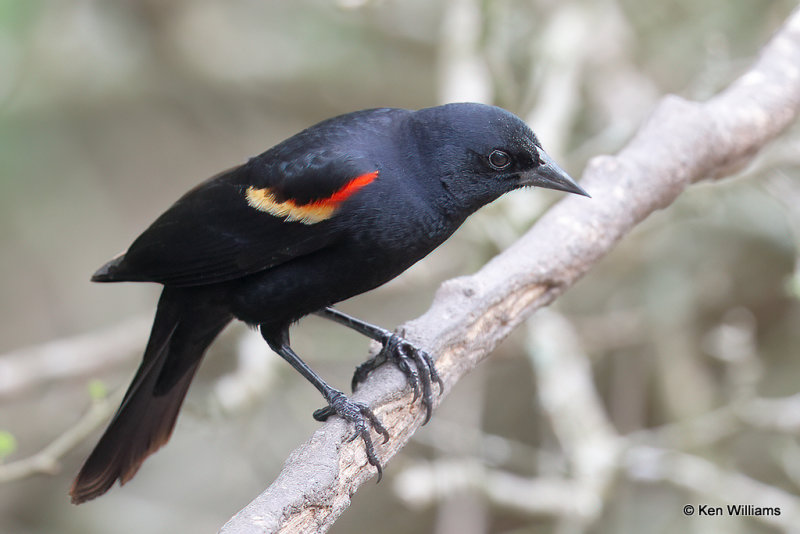 Red-winged Blackbird male, Laguna Atascosa NWR, TX, 4-22-21_15888a.jpg