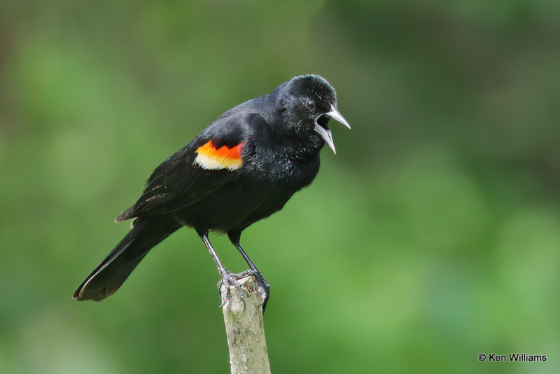 Red-winged Blackbird male, South Padre Island, TX, 4-21-21_15541a.jpg