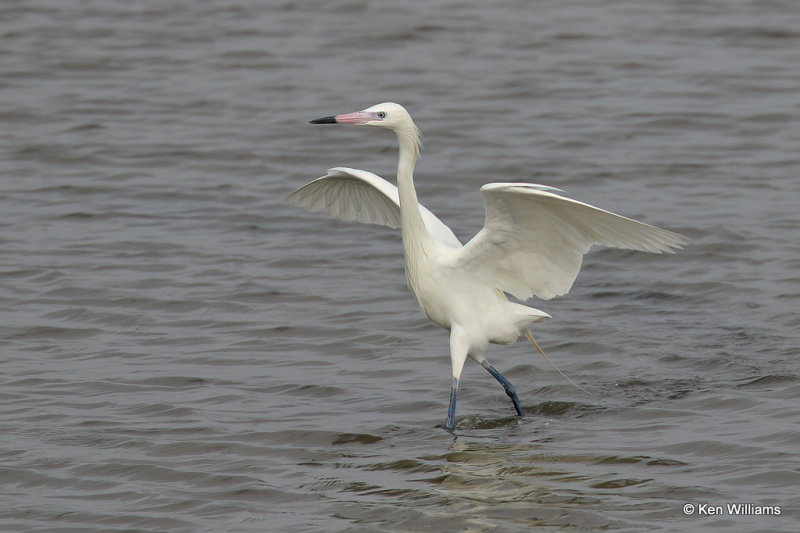 Reddish Egret, white morph, Port Aransas, TX, 4-28-21_20369a.jpg
