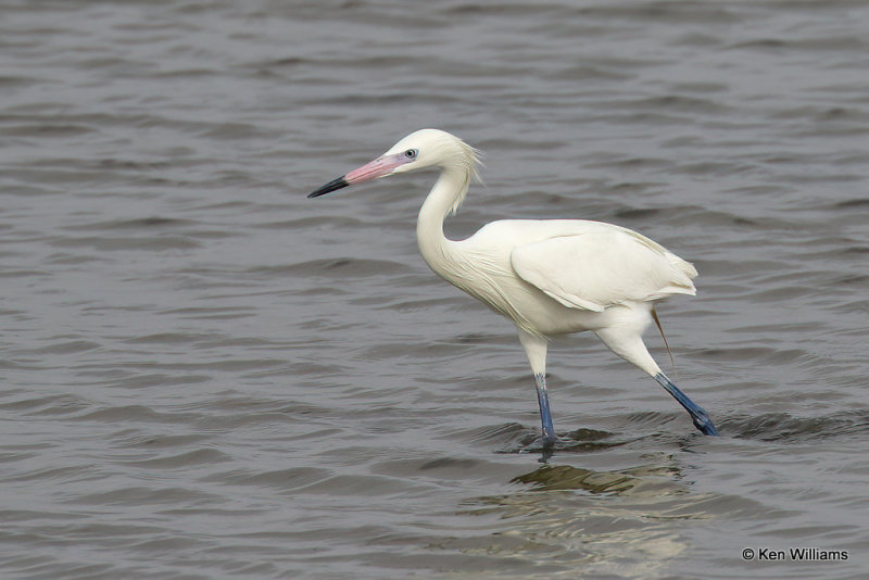 Reddish Egret, white morph, Port Aransas, TX, 4-28-21_20370a.jpg