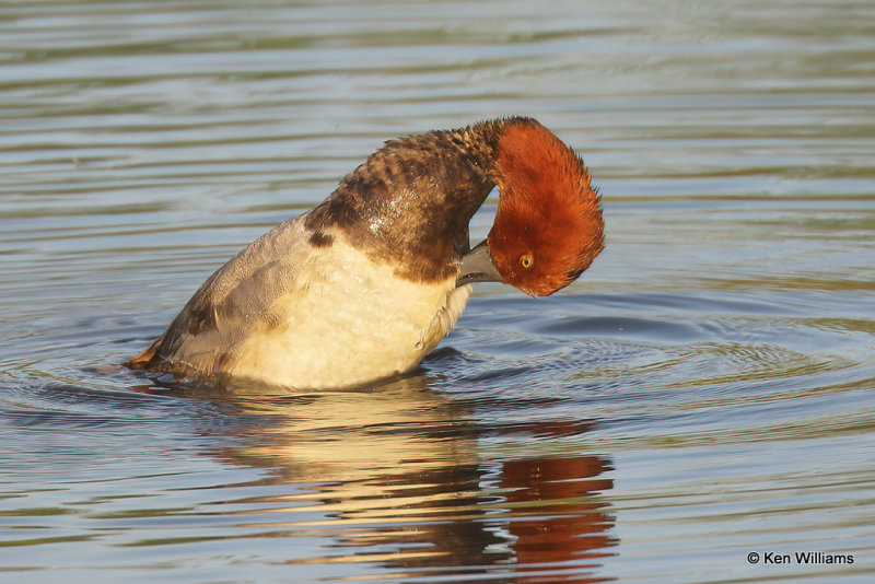 Redhead male, South Padre Island, TX, 4-21-21_14979a.jpg
