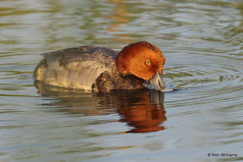 Redhead male, South Padre Island, TX, 4-21-21_14989a.jpg