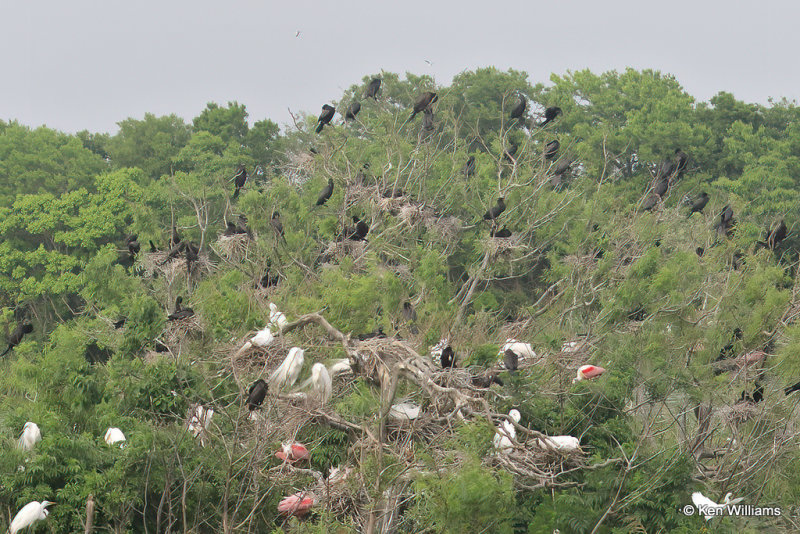 Rookery, Smith Oaks, High Island, TX, 4-29-21_22114a.jpg