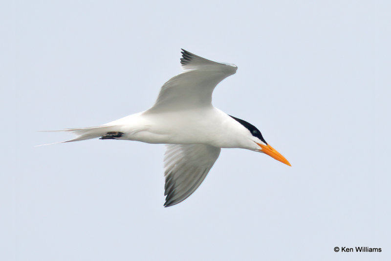Royal Tern breeding plumage, Quintana jetty, TX, 4-28-21_20678a.jpg