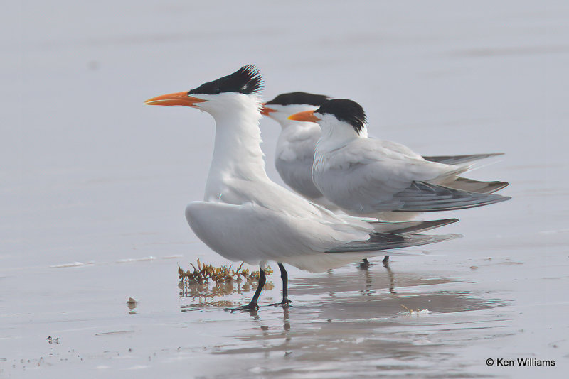 Royal Tern breeding plumage, Quintana jetty, TX, 4-28-21_20685a.jpg