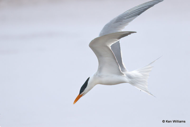 Royal Tern breeding plumage, Quintana jetty, TX, 4-28-21_20715a.jpg