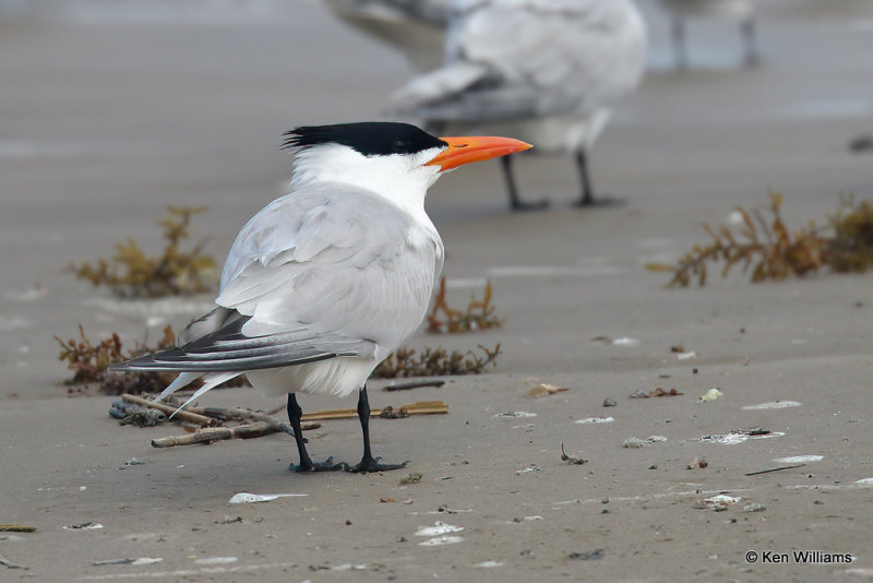 Royal Tern breeding plumage, Quintana jetty, TX, 4-28-21_20749a.jpg