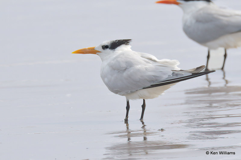 Royal Tern non breeding plumage, Quintana jetty, TX, 4-28-21_20689a.jpg