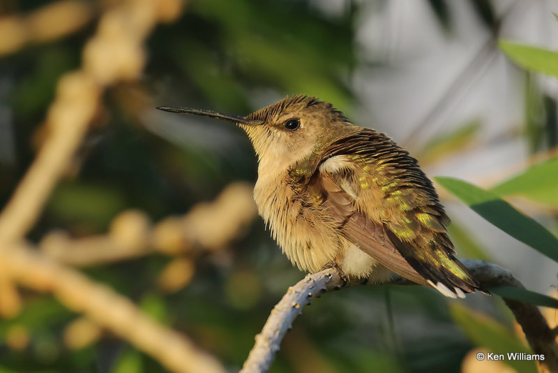 Ruby-throated Hummingbird female, South Padre Island, TX, 4-21-21_14935a.jpg