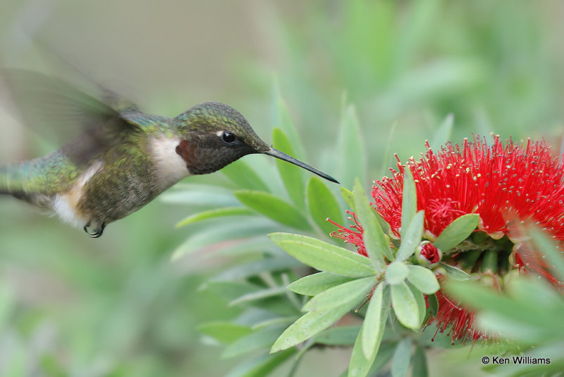 Ruby-throated Hummingbird male on Bottlebrush, South Padre Island, TX, 4-18-21_09922a.jpg