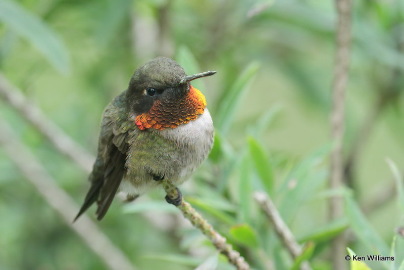 Ruby-throated Hummingbird male, South Padre Island, TX, 4-19-21_12619a.jpg