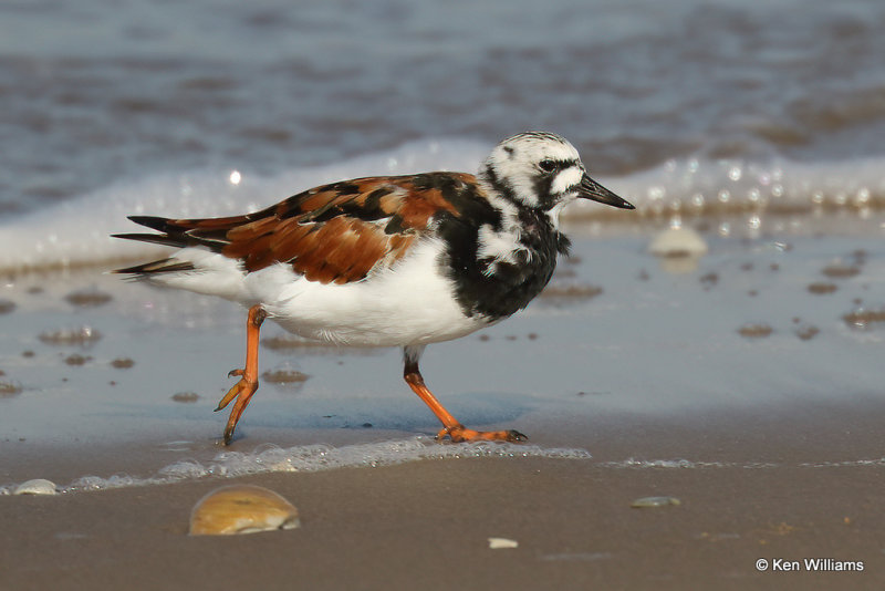 Ruddy Turnstone breeding plumage South Padre Island, TX, 4-20-21_13952a.jpg