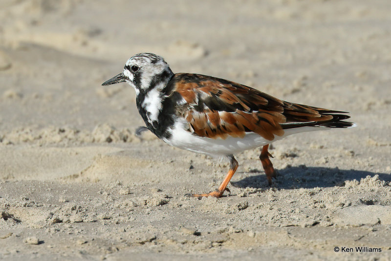 Ruddy Turnstone breeding plumage, South Padre Island, TX, 4-20-21_13942a.jpg