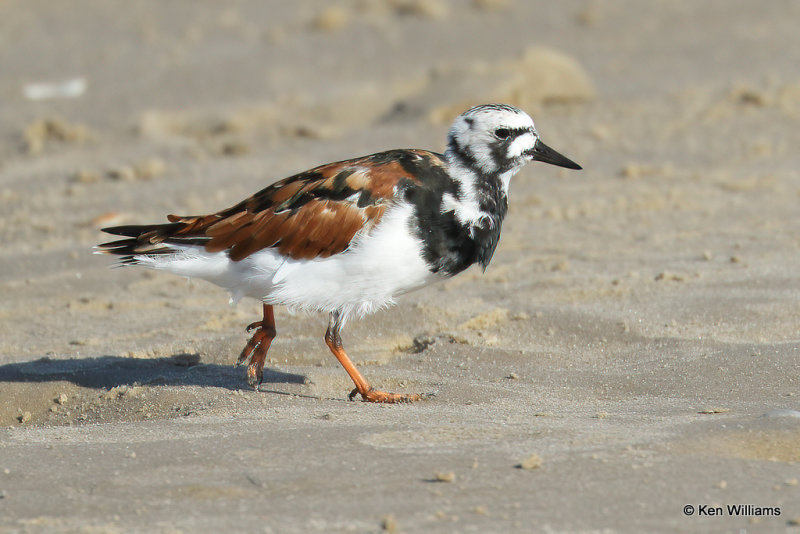 Ruddy Turnstone breeding plumage, South Padre Island, TX, 4-20-21_13957a.jpg