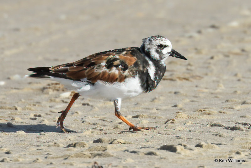 Ruddy Turnstone breeding plumage, South Padre Island, TX, 4-20-21_13960a.jpg