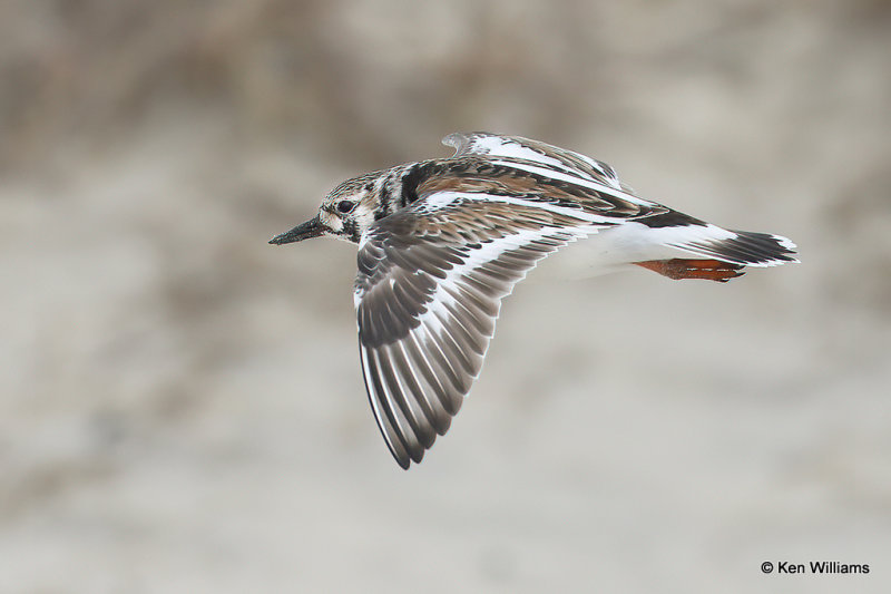 Ruddy Turnstone changing into breeding plumage, South Padre Island, TX, 4-22-21_16420a.jpg