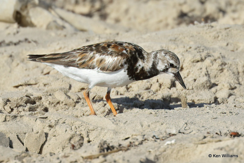 Ruddy Turnstone non breeding plumage, South Padre Island, TX, 4-20-21_13929a.jpg