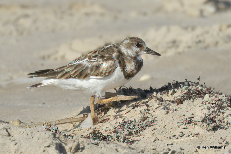 Ruddy Turnstone non breeding plumage, South Padre Island, TX, 4-20-21_13940a.jpg