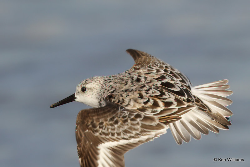 Sanderling changing into breeding plumage, South Padre Island, TX, 4-20-21_14129a.jpg