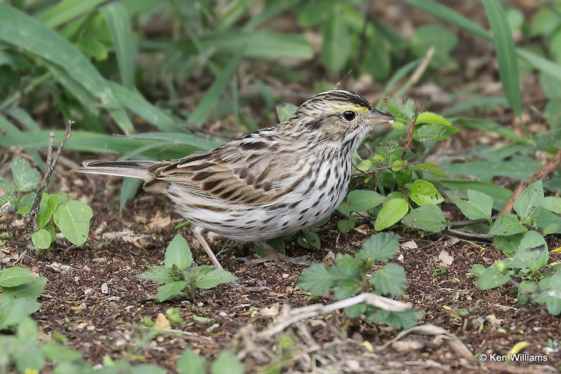 Savannah Sparrow, South Padre Island, TX, 4-18-21_08823a.jpg