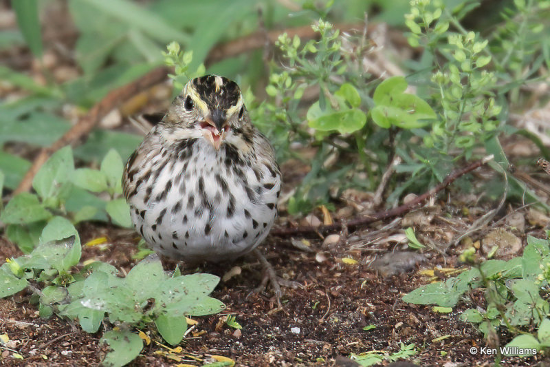 Savannah Sparrow, South Padre Island, TX, 4-18-21_08825a.jpg