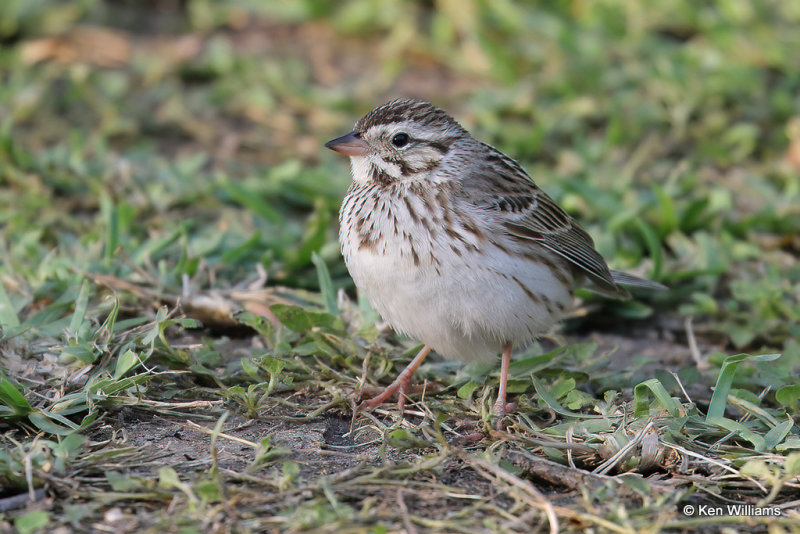 Savannah Sparrow, South Padre Island, TX, 4-19-21_12022a.jpg