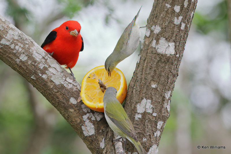 Scarlet Tanager male & Tennessee Warblers, South Padre Island, TX, 4-21-2_14635a.jpg