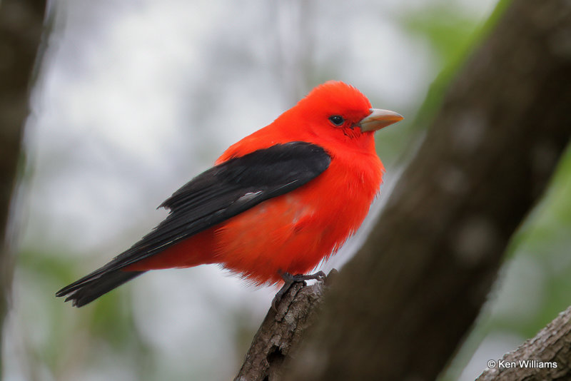 Scarlet Tanager male, South Padre Island, TX, 4-21-21_14464a.jpg