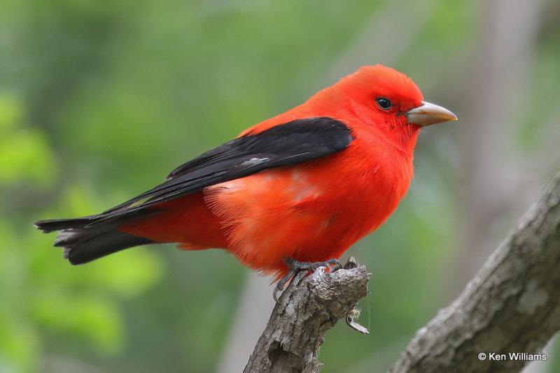 Scarlet Tanager male, South Padre Island, TX, 4-21-2_14466a.jpg
