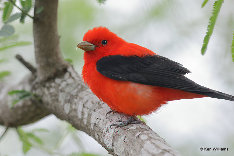 Scarlet Tanager male, South Padre Island, TX, 4-21-2_14522a.jpg