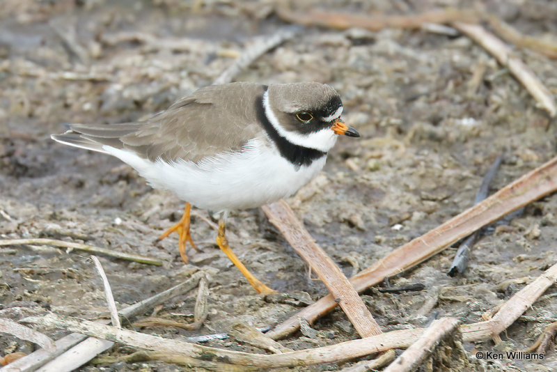 Semipalmated Plover, South Padre Island, TX, 4-18-21_09408a.jpg