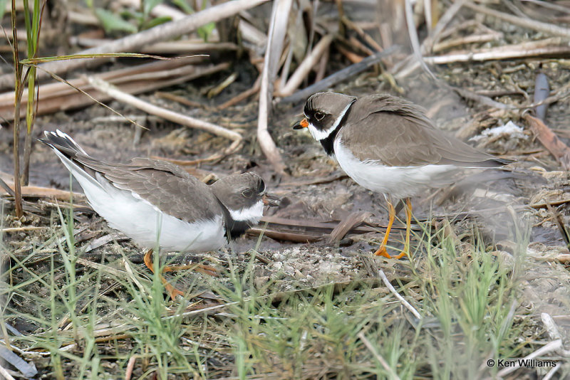 Semipalmated Plover pair, South Padre Island, TX, 4-18-21_09402a.jpg
