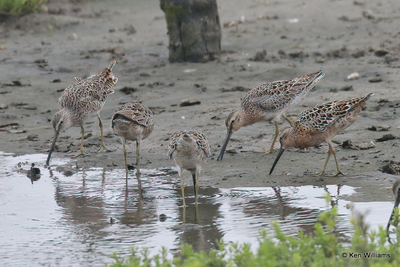Short-billed Dowitcher, South Padre Island, TX, 4-23-21_17083a.jpg
