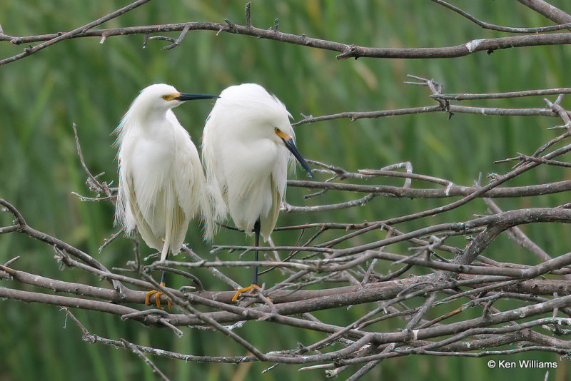 Snowy Egrets, High Island, TX, 4-29-21_21979a.jpg