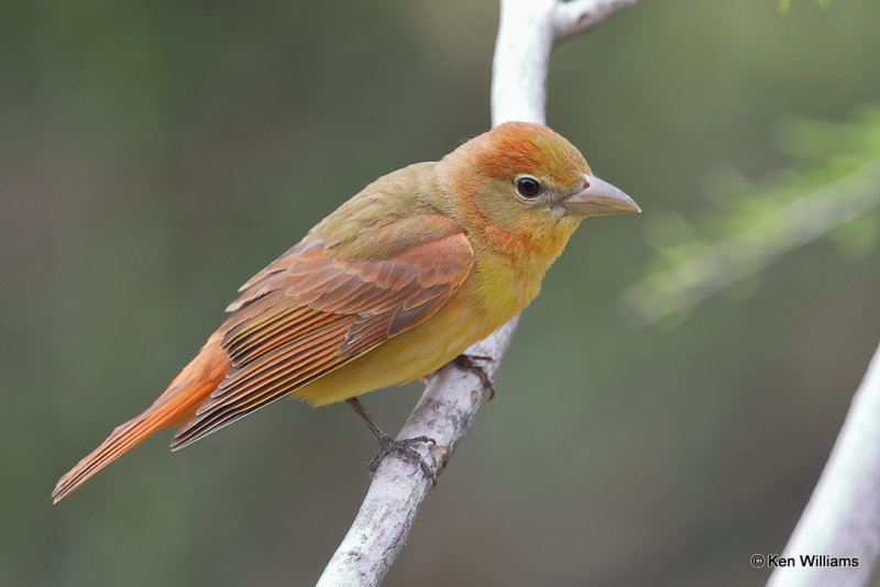 Summer Tanager 1st year male, South Padre Island, TX, 4-18-21_10989a.jpg