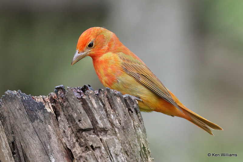 Summer Tanager 1st year male, South Padre Island, TX, 4-19-21_11294a.jpg
