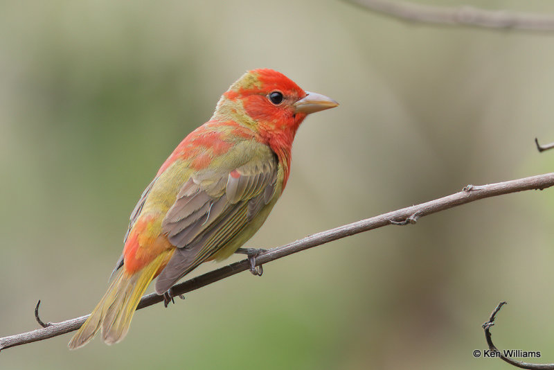 Summer Tanager 1st year male, South Padre Island, TX, 4-19-21_11317a.jpg