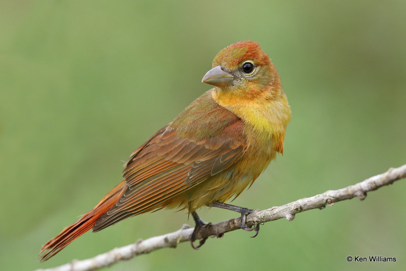Summer Tanager 1st year male, South Padre Island, TX, 4-19-21_11338a.jpg