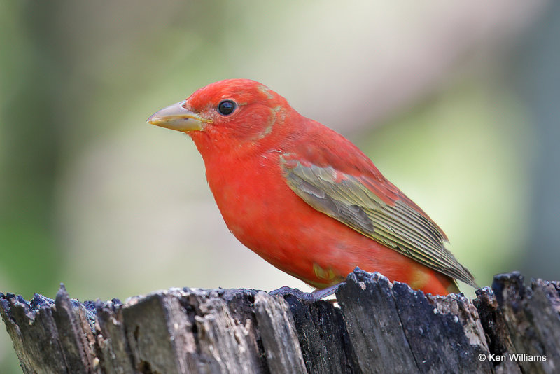 Summer Tanager male molting into bre, South Padre Island, TX, 4-20-21_13661a.jpg