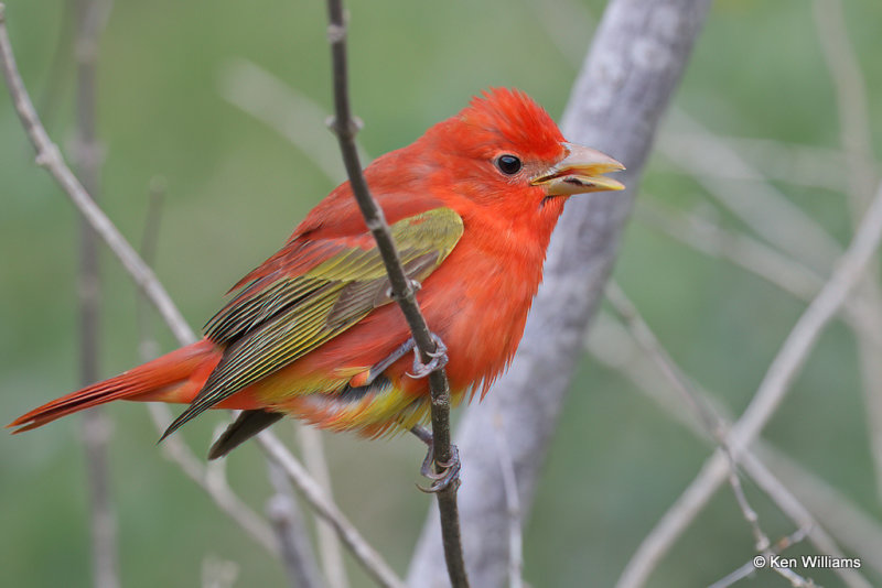 Summer Tanager male molting into breeding colors, South Padre Island, TX, 4-21-21_14823a.jpg