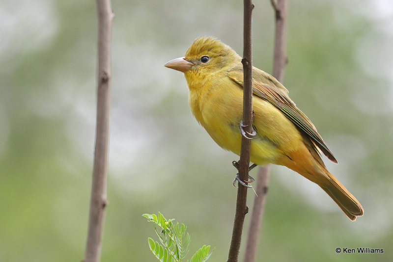 Summer Tanager female, South Padre Island, TX, 4-18-21_10979a.jpg
