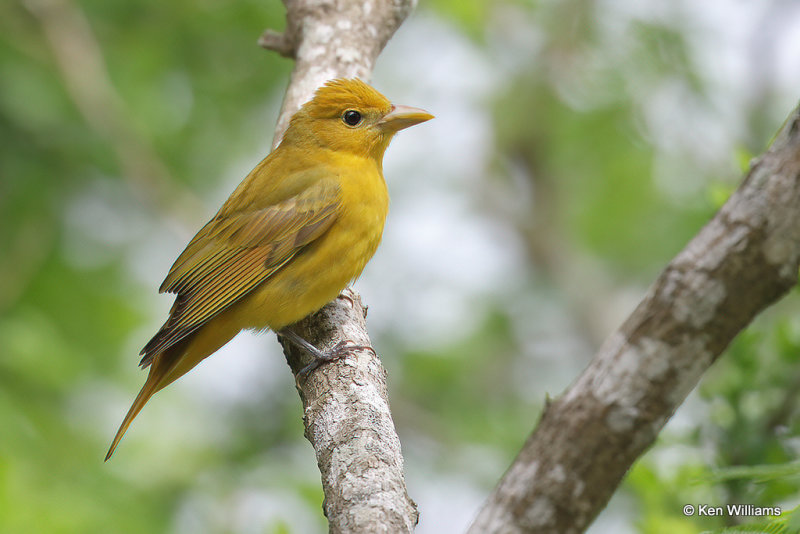 Summer Tanager female, South Padre Island, TX, 4-21-21_14619a.jpg