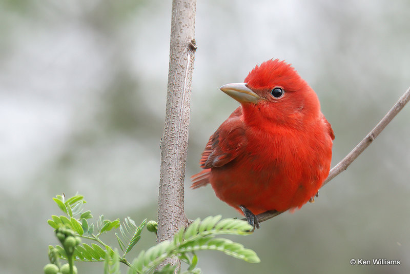 Summer Tanager male, South Padre Island, TX, 4-18-21_10937a.jpg