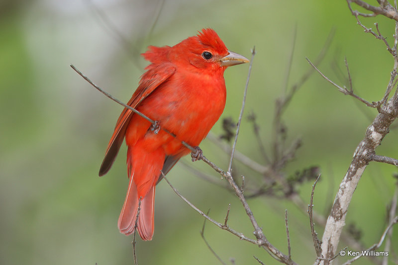 Summer Tanager male, South Padre Island, TX, 4-18-21_11083a.jpg